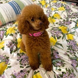 Meet your Posher, Lily